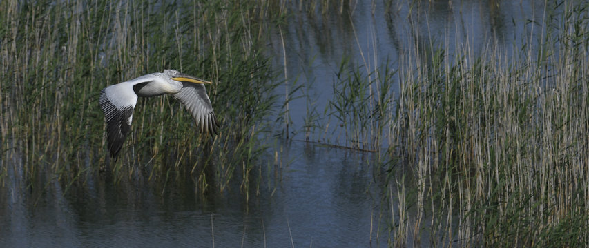 Krauskopfpelikan (Pelecanus crispus) - Dalmatian pelican