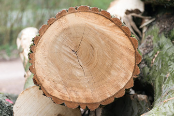 Cut of an oak tree