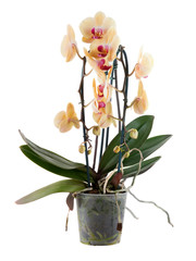 Orchid in a plastic pot