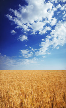 Wheat field under the blue sky with clouds sunny vertical wallpaper panorama