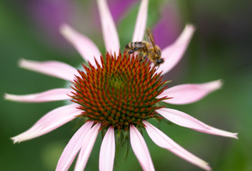 Pink Echinacea Coneflower closeup with bee relaxing on a pink plant over green foliage/Bee on a Echinacea purpurea purple cone flower in a garden in summer