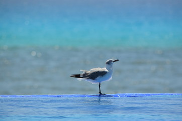 seagull