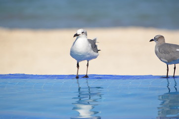 seagull