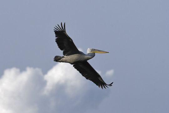 Krauskopfpelikan (Pelecanus crispus) - Dalmatian pelican