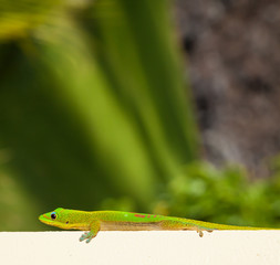 Gold Dust Day Gecko Lounging in Hawaii