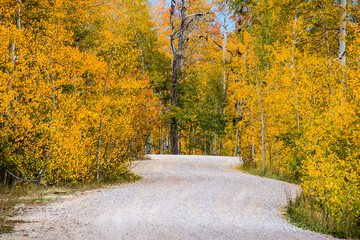 Road and fall colors in the forest around the Wasatch Mountains of Utah