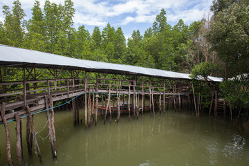 Bridge crossing brackish water in the mangrove forest, Thailand.