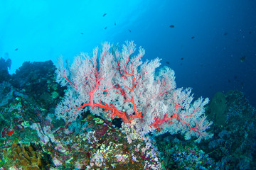 Naklejka na ściany i meble Wonderful and beautiful underwater world with corals, fish and sunlight