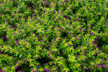 Spring green grass and purple flowers texture.