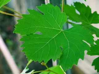 Leaf of grapes