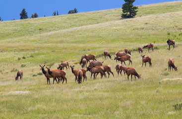 Naklejka na ściany i meble Colorado Elk Herd