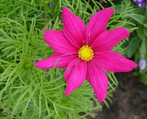 Rosa Blüte von oben