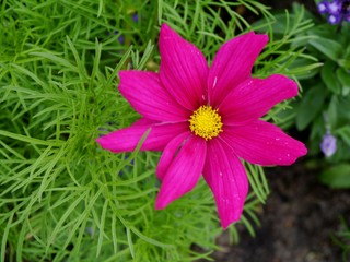 Rosa Blüte von oben im Grün