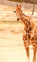 Funny looking giraffe smiling and laughing.