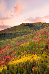 Fall colors in the forest around the Wasatch Mountains of Utah