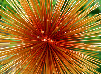 Starburst with a red center and yellow perimeter in front of green background