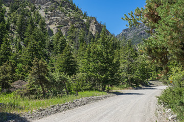 Fototapeta na wymiar Gravel road leads into a pine forest in the western Rocky Mountains of the United States.