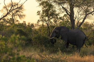 Naklejka premium Sunrise Elephant at Kruger National Park