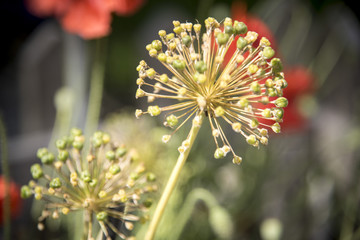 A closeup of a flower