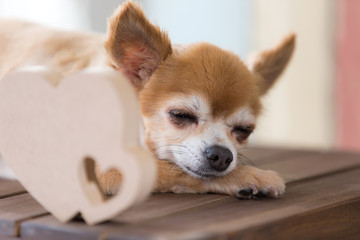 ハートとチワワ