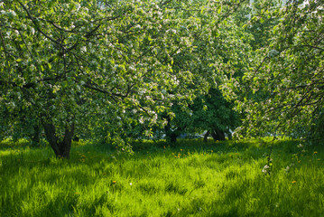 Fototapeta na wymiar green blossom apple tree orchard