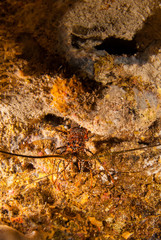 Spotted lobsters in the caribbean live in small holes inside protected areas of the reef like cave structures or overhangs. These creatures are very shy and typically hide away for most of the day