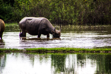 The buffalo is eating grass in flooded fields, watering grasshoppers.