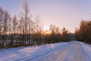 winter forest