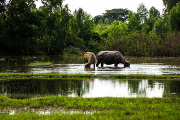 The buffalo is eating grass in flooded fields, watering grasshoppers.