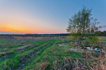 Obraz premium sunset field