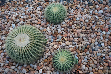 Cactus rocks pretty