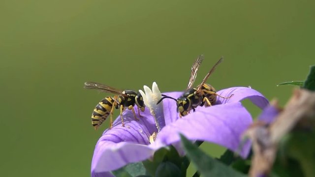Gu&ecirc;pes collision