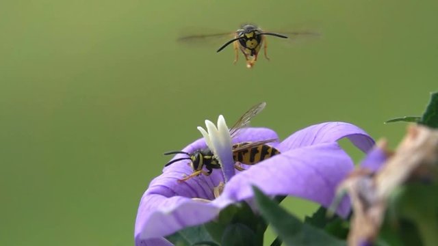 Wasp bee push eviction