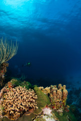 A scuba diver can be seen in the background enjoying the scenery of the underwater world. Coral reefs like this are abundant in the Cayman Islands and people travel around the world to reach them