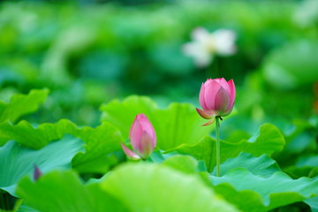 연꽃 (View of a blooming lotus flower over leaves)