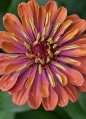 Rainbow Color Zinnia Flower Macro