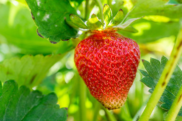 Red strawberries on green background farm field grow