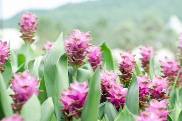 Pink curcuma flower (Curcuma alismatifolia),Popular Thai flower in rainy season