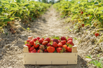 Red strawberries in a wooden box strawberry farm