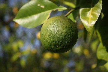 green lemon