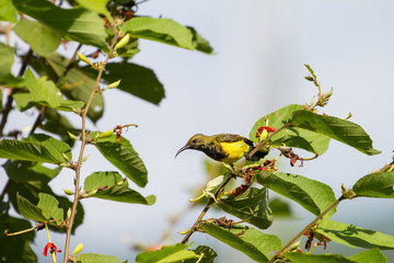 Olive-backed sunbird, Yellow-bellied sunbird