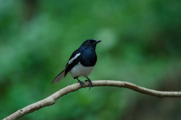 Oriental Magpie Robin bird