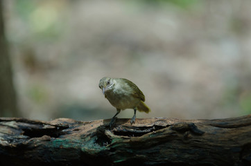 Streak-eared Bulbul (Pycnonotus blanfordi) in nature