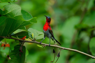 Crimson Sunbird perching on a branc