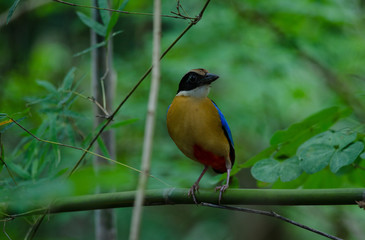Blue-winged Pitta in nature of Thailand