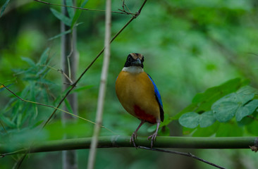 Blue-winged Pitta in nature of Thailand