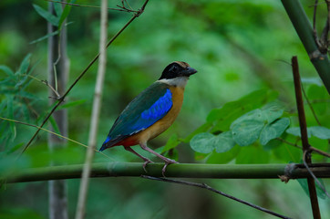 Blue-winged Pitta in nature of Thailand