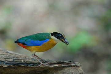 Blue-winged Pitta in nature of Thailand