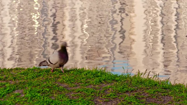 City pigeon walks along the bank of the river back and forth, and then flies away. Evening pre-dawn sky is reflected in the watery surface.