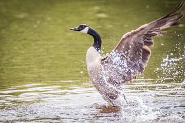 Canada Goose – Branta Canadensis